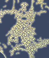 Bakterien unter dem Mikroskop